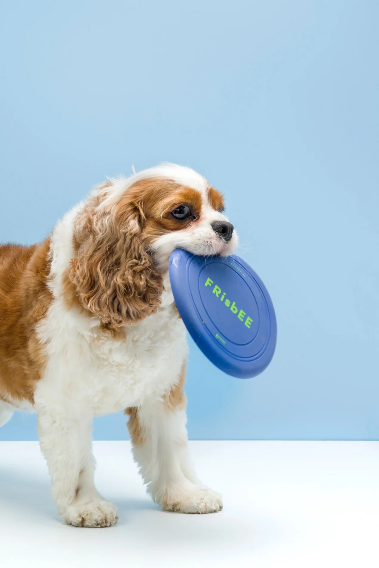 Silicone Dog Frisbee by Gummi Pets - Image 4