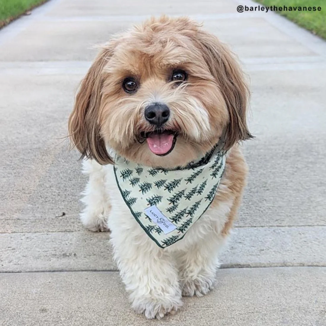 The Fraser Bandana - Small by Lucy & Co - FINAL SALE - Image 4